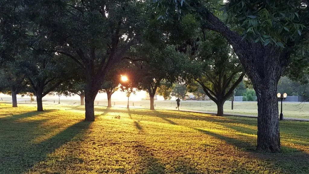 Fall Service Day in Zilker Park with the Entrepreneurs Foundation of Central Texas