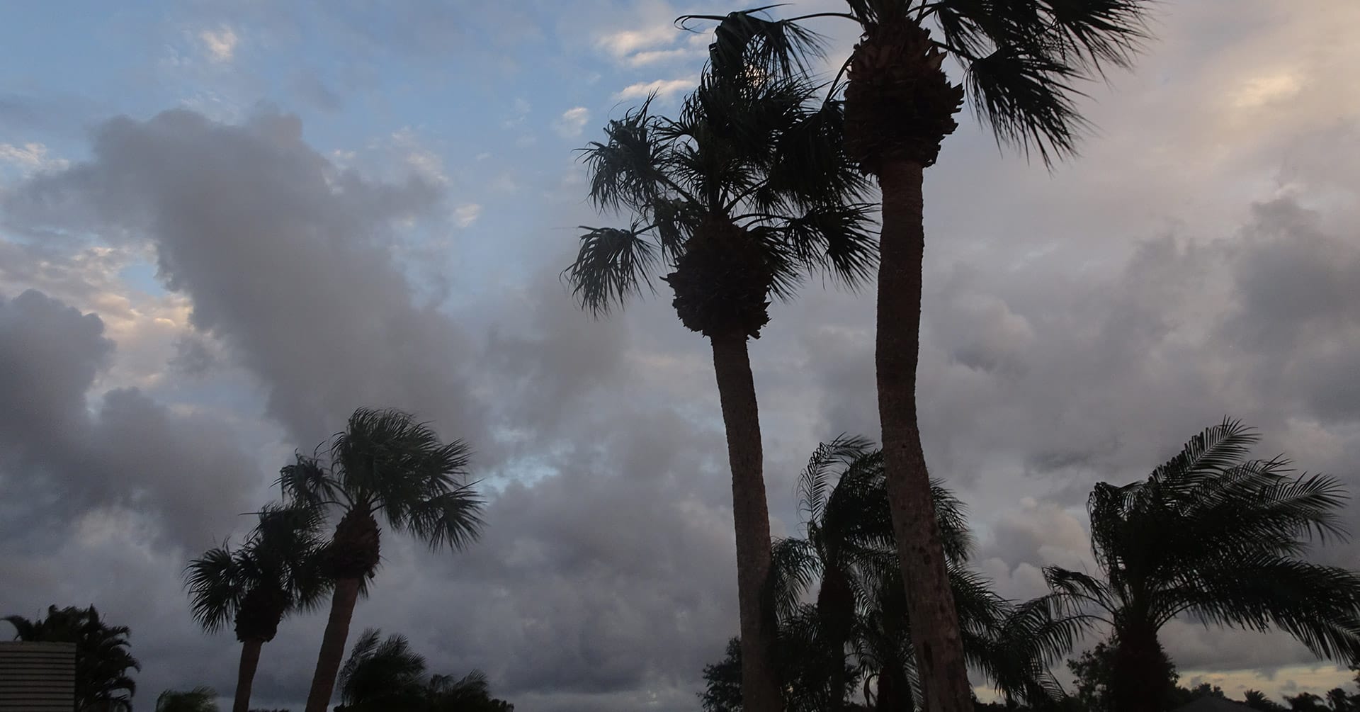 Palm trees in front of hurricane