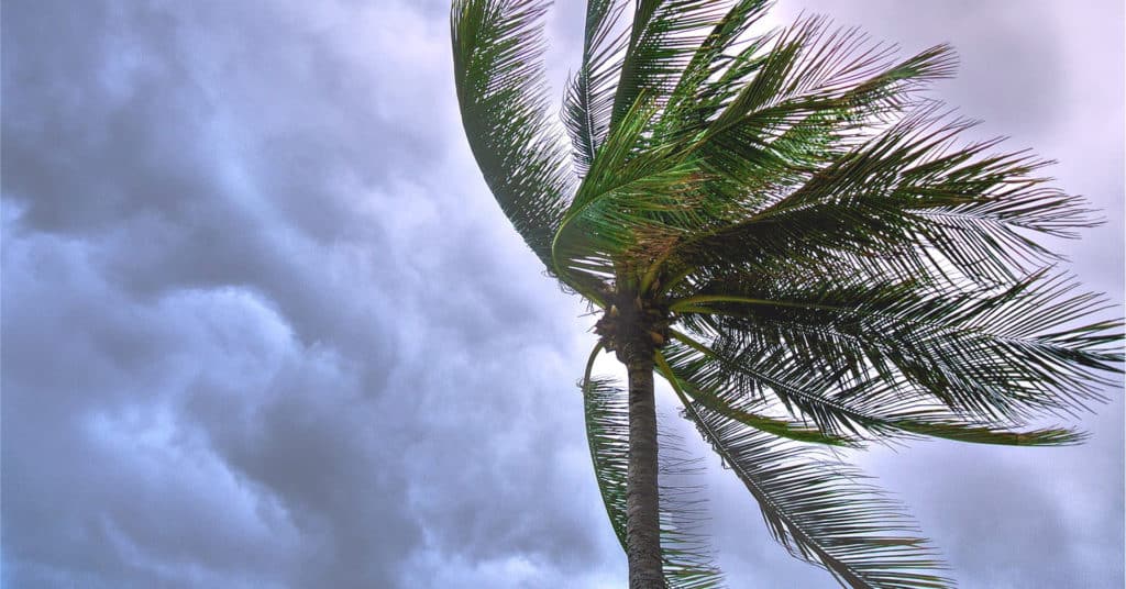 Palm tree in front of cloudy sky