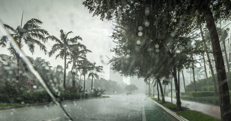a grey-green street lined with palm trees is rocked by a hurricane